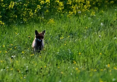 experimental bluetooth apple find environment tracking animals preservation find my