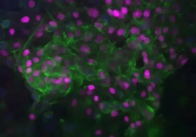 researchers earth international space station experiments bioengineering